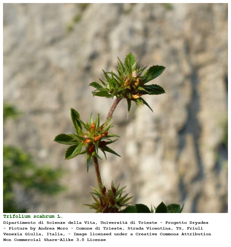 Trifolium scabrum L.